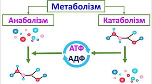 Процеси катаболізму та анаболізму