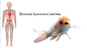 Еволюція кровоносної системи.