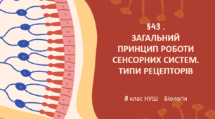 Презентація  до уроку  «§43. Загальний принцип роботи сенсорних систем. Типи рецепторів»  8клас НУШ