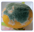 0900btoe-2877-121x112.png