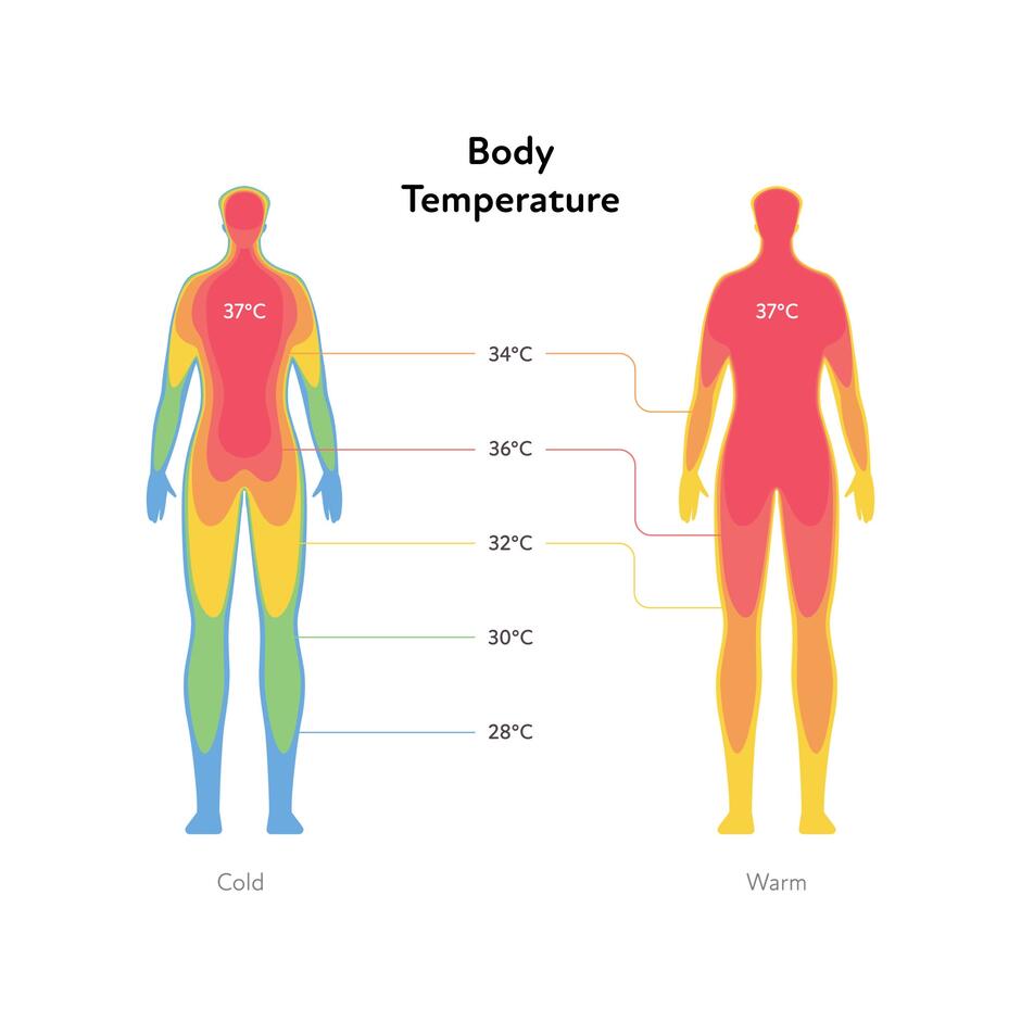 Зображення: Human body response to hypothermia