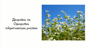 7 клас НУШ. Дводольні та Однодольні покритонасінні рослини. Лабораторне дослідження будови насінини однодольних та дводольних рослин.
