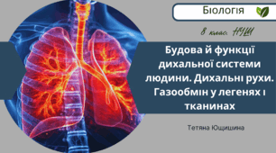Будова й функції дихальної системи людини. Дихальні рухи. Газообмін у легенях і тканинах. 8 клас. НУШ