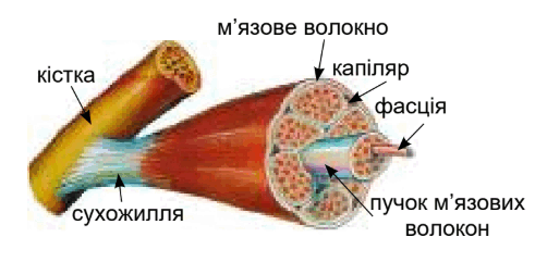 0900c5th-4d36-491x241.png