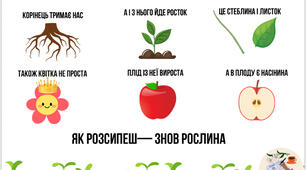 Методичний матеріал «Будова рослини»