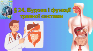 Будова та функції травної системи. Роль ферментів у процесах перетравлення їжі