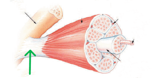 0900ccdl-5534-537x261.png