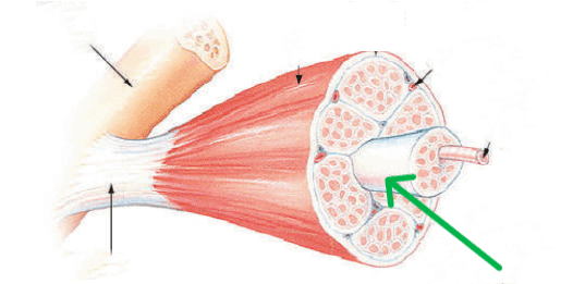 0900ccdw-b829-537x261.png