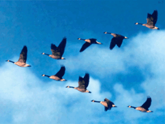 0900cdzu-1a0c-240x180.gif
