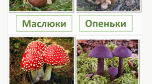 Їстивні та отруйні гриби. Фото. Я досліджую світ