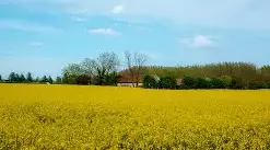 Сільське господарство України. Рослинництво. Тваринництво