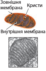 0900ckkj-96ff-256x398.png