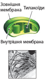 0900ckl0-7de0-246x426.png