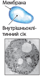 0900cklo-b13e-242x434.png