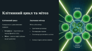 Лабораторне дослідження №2: Фази мітозу