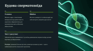 31. Статеві клітини та запліднення