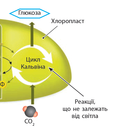 0900cqa1-f259-390x435.png