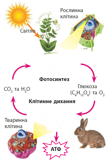0900cqan-d878-422x630.png