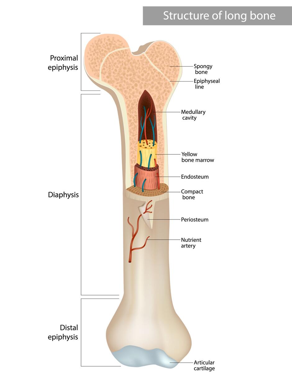 Зображення: the structure of the long bone