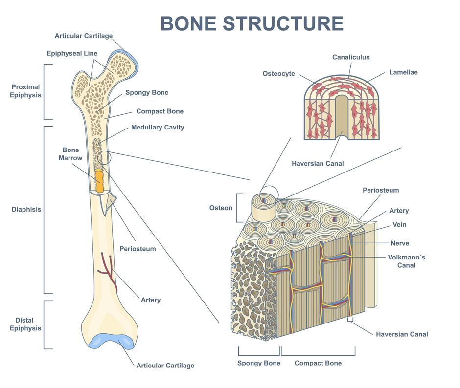 Зображення: chemical composition of bone