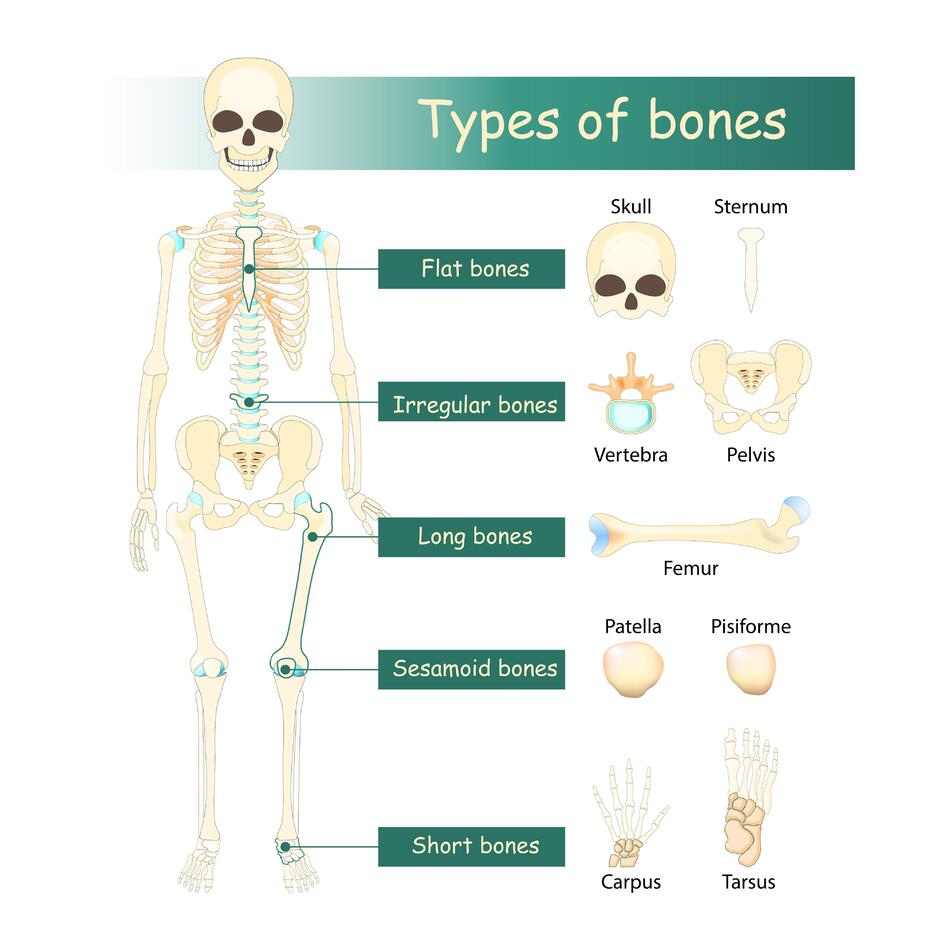 Зображення: the classification of bones
