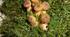 Самостійна робота з теми “Гриби. Лишайники.” Біологія 7 клас НУШ