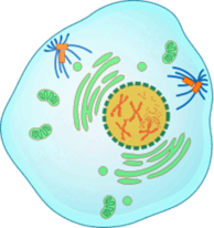 0900d361-70cd-194x206.png