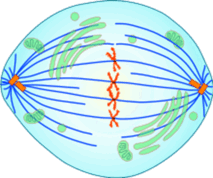 0900d367-3338-213x178.png