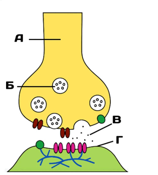 0900d408-4c9e-312x345.png
