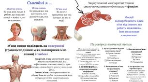 Будова та функції скелетних м’язів. Основні групи скелетних м’язів.