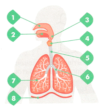 0900d9ek-9192-342x350.png