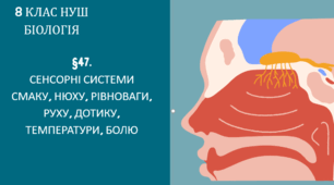 Презентація  до уроку  «§47 Сенсорні системи смаку, нюху, рівноваги, руху, дотику, температури, болю»  8 клас НУШ