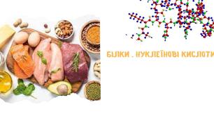 Білки, нуклеїнові кислоти огляд будови й біологічної ролі