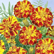 0900daz0-5cc0-225x225.jpg