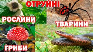 Обережно, отруйні  рослини, тварини, гриби