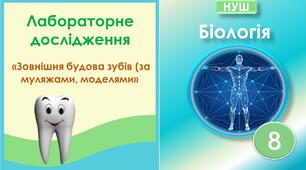 Лабораторне дослідження "Зовнішня будова зубів (за муляжами, моделями)". Біологія 8 клас НУШ