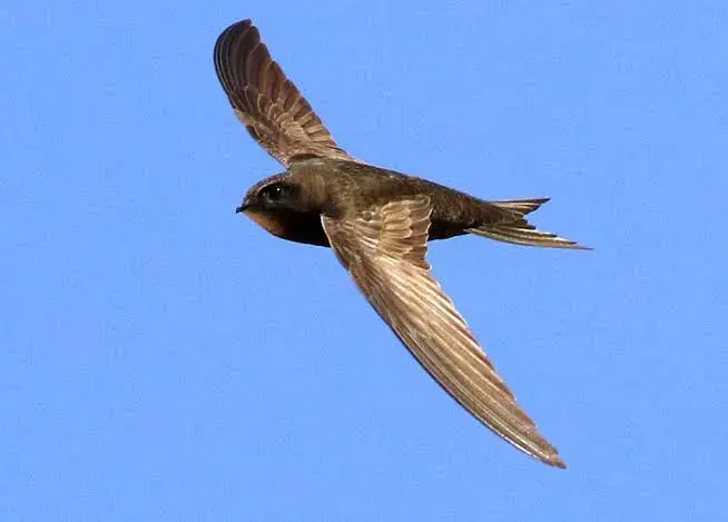 Common Swifts Can Stay Ten Months in Air without Landing, Claim Ornithologists | Sci.News