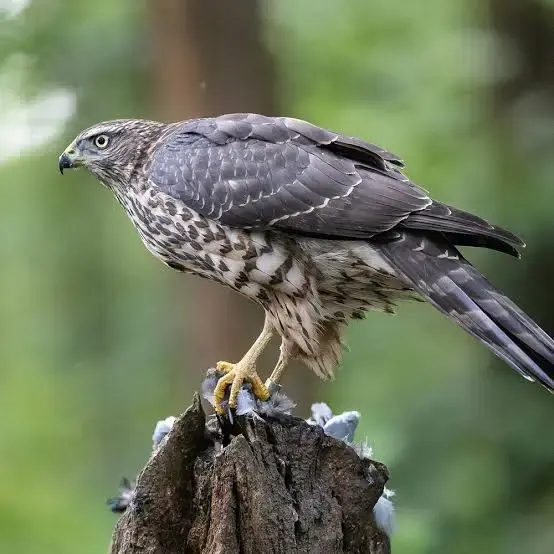 Northern Goshawk (Accipiter gentilis) |