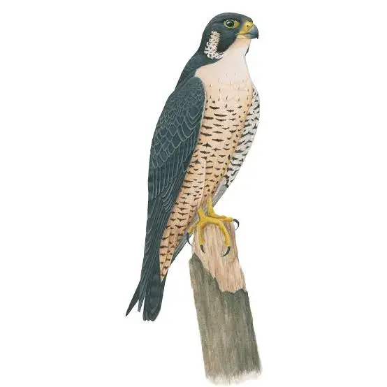 Peregrine Falcon | Celebrate Urban Birds
