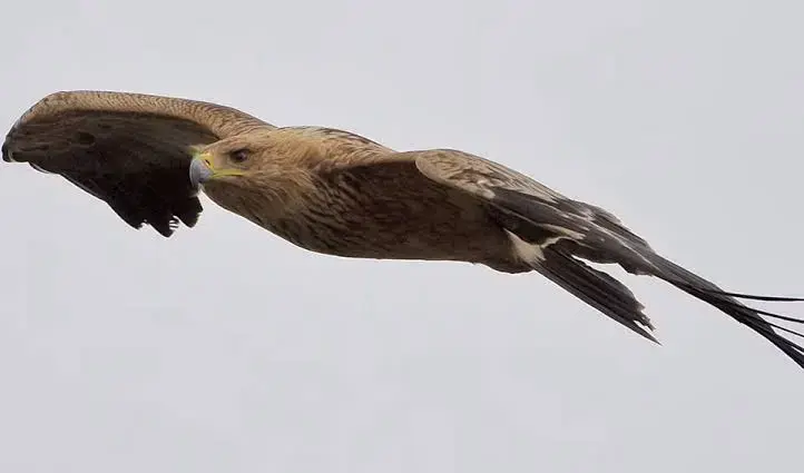 Aquila – True eagles: facts, distribution & population | BioDB