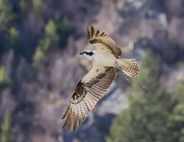 The World’s Oldest Known Osprey Is an Online Sensation—and a Living Indicator of Watershed Health | Audubon