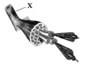 0900dpya-9e66-181x135.png