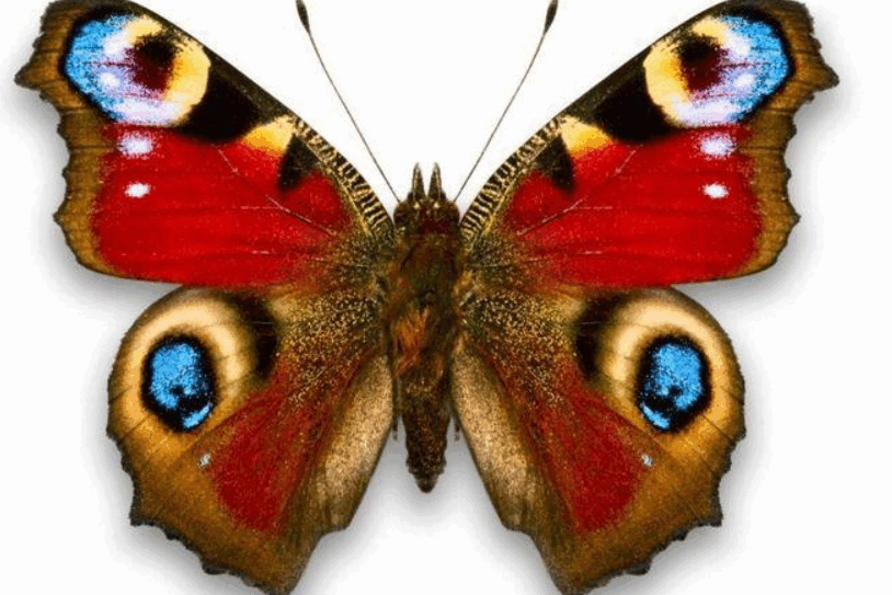 0900dqyl-5a0b-814x543.png