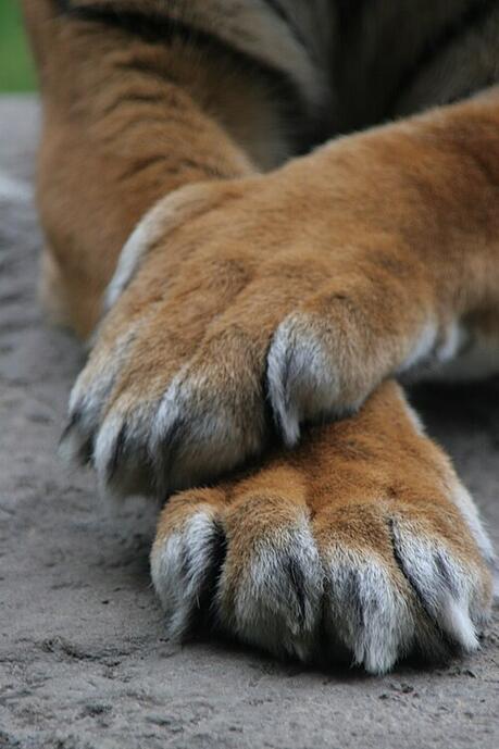 File:Flickr - bslmmrs - Tigerfeet.jpg