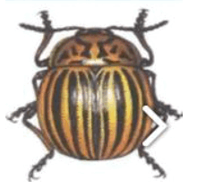 0900drgo-8051-239x219.png