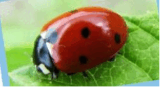 0900drkk-63fb-318x171.png