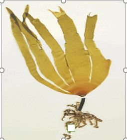 0900dt8y-79f9-255x282.png