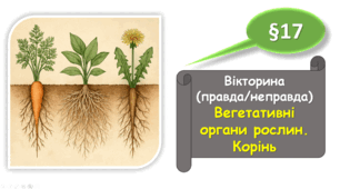 7 клас НУШ. Вікторина "Правда/Неправда". Вегетативні органи рослин. Корінь