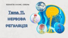 Тема 11. НЕРВОВА РЕГУЛЯЦІЯ