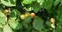Контрольна робота з географії "Рельєф та корисні копалини України"
